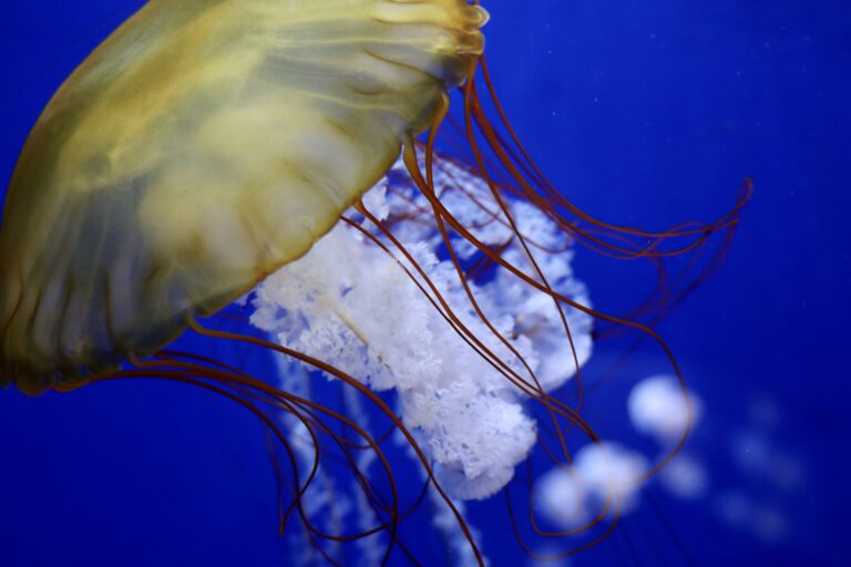 Nature Gallery